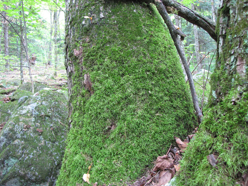 Brachythecium falcatum